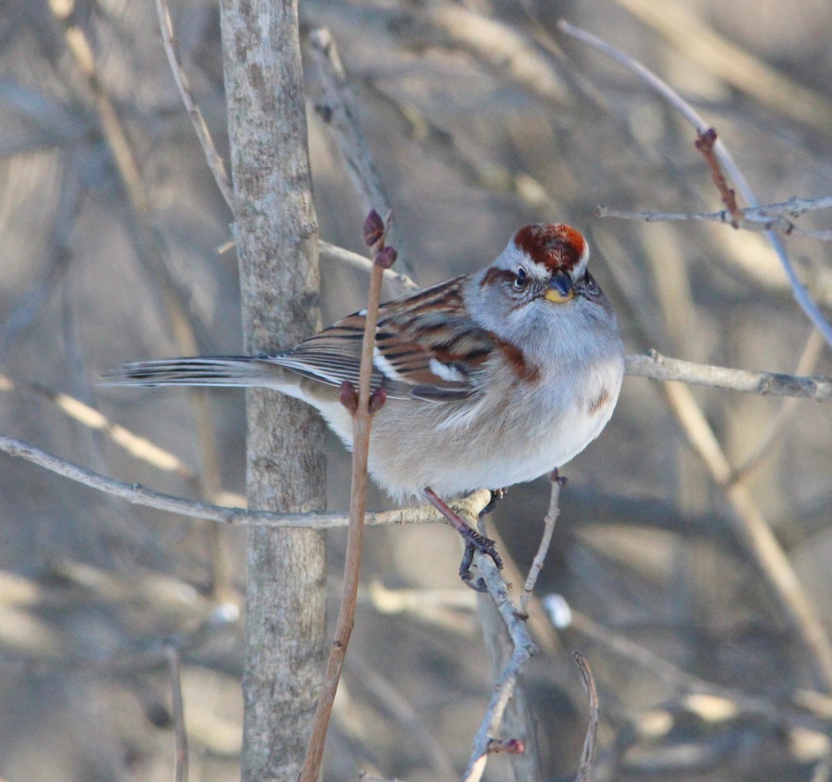 American Tree Sparrow - ML646610542