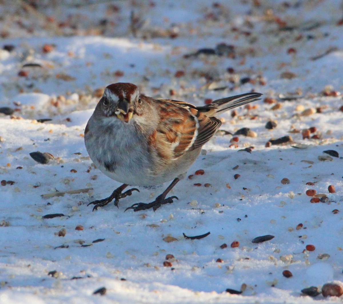 American Tree Sparrow - ML646610543