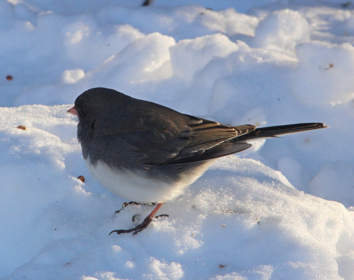 Dark-eyed Junco - ML646610545