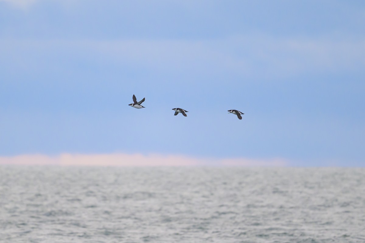 Razorbill - ML646610550