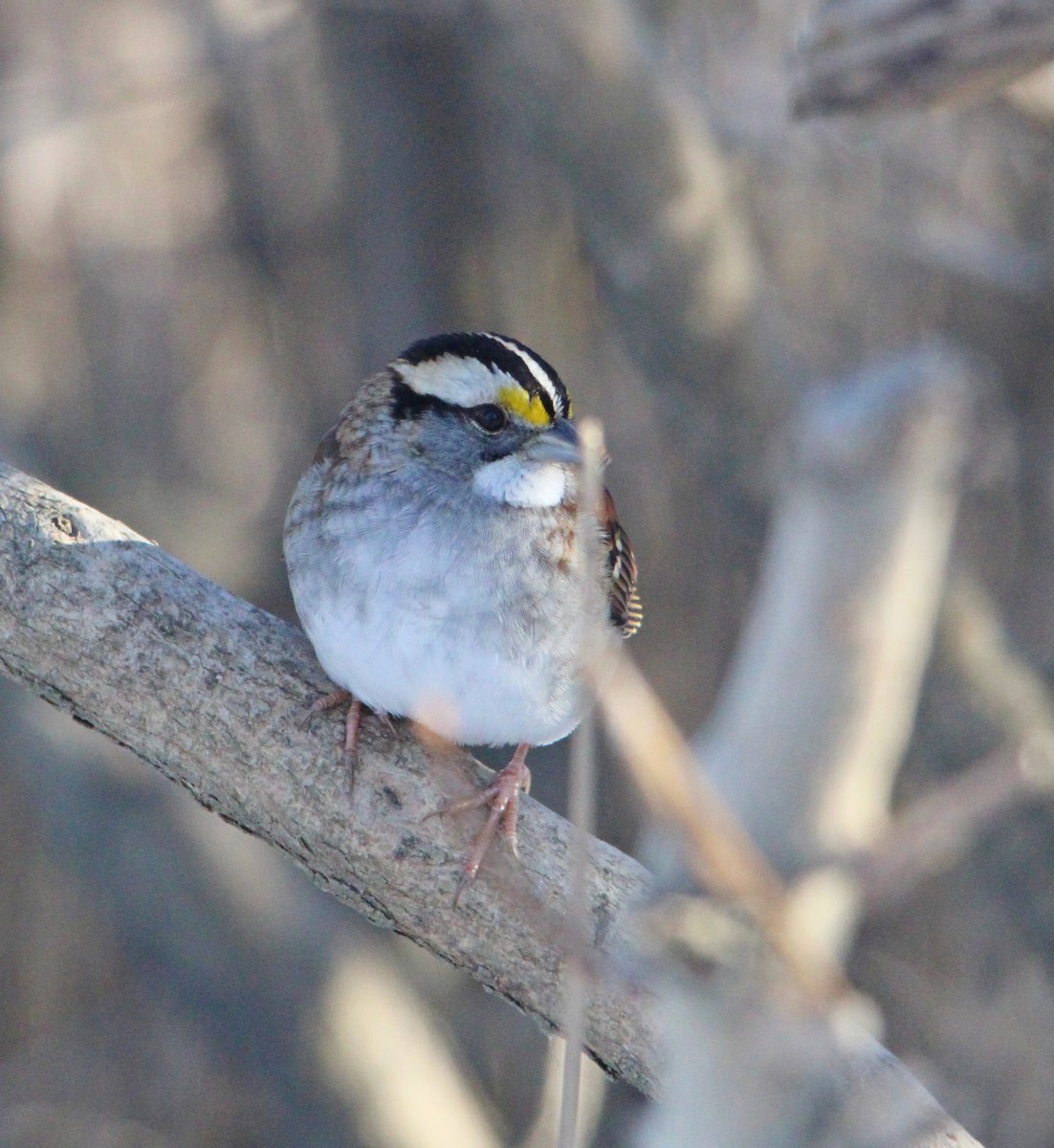 White-throated Sparrow - ML646610551