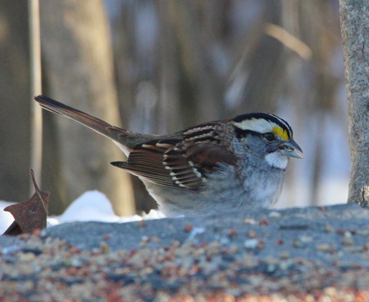 White-throated Sparrow - ML646610552