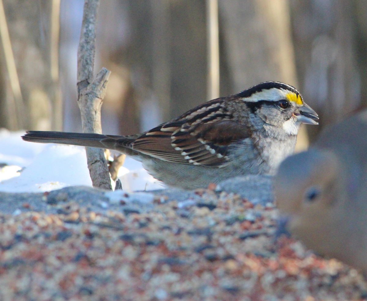 White-throated Sparrow - ML646610553