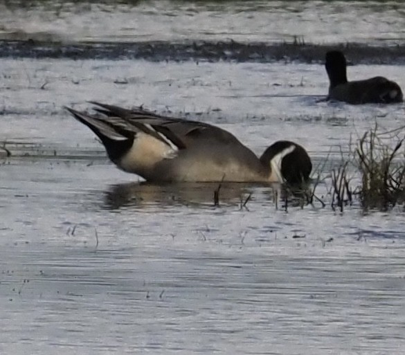 Northern Pintail - ML646610554