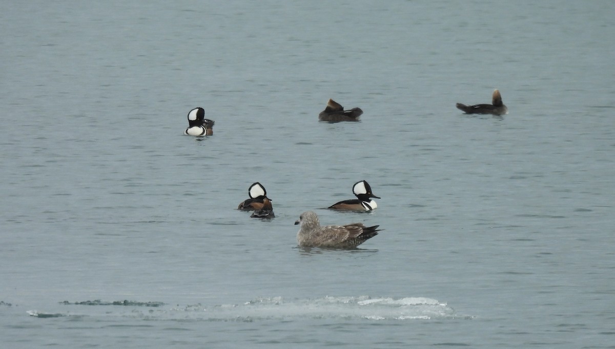 Hooded Merganser - ML646610556