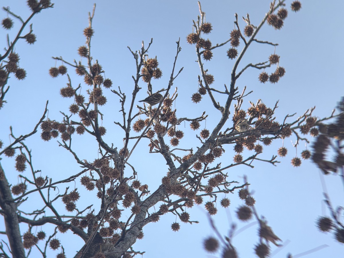 Pine Siskin - ML646610559