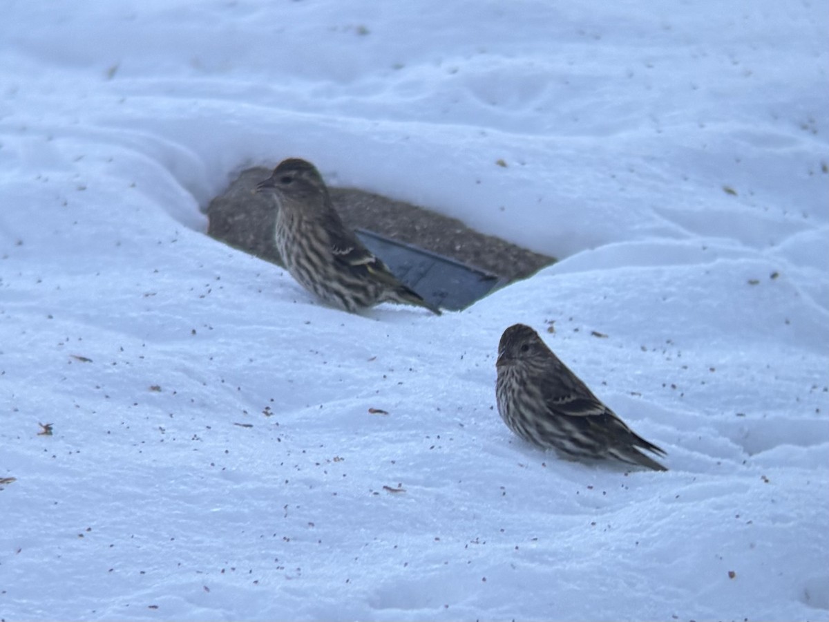 Pine Siskin - ML646610560