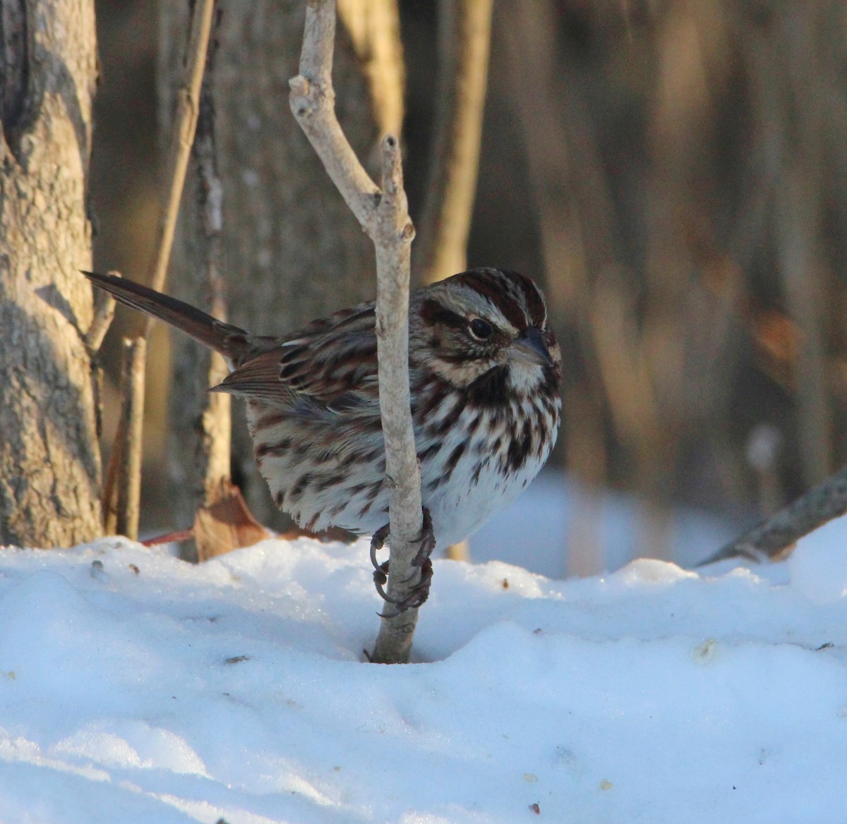 Song Sparrow - ML646610562