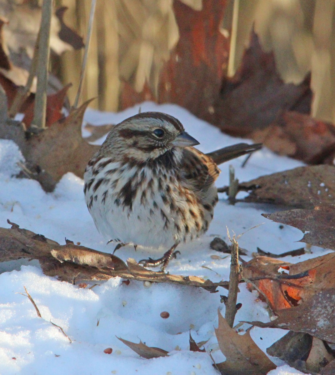 Song Sparrow - ML646610563