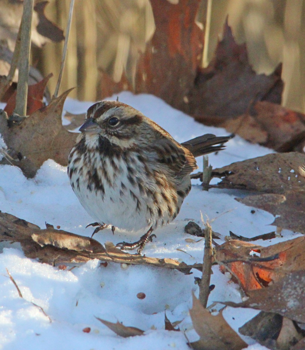 Song Sparrow - ML646610564