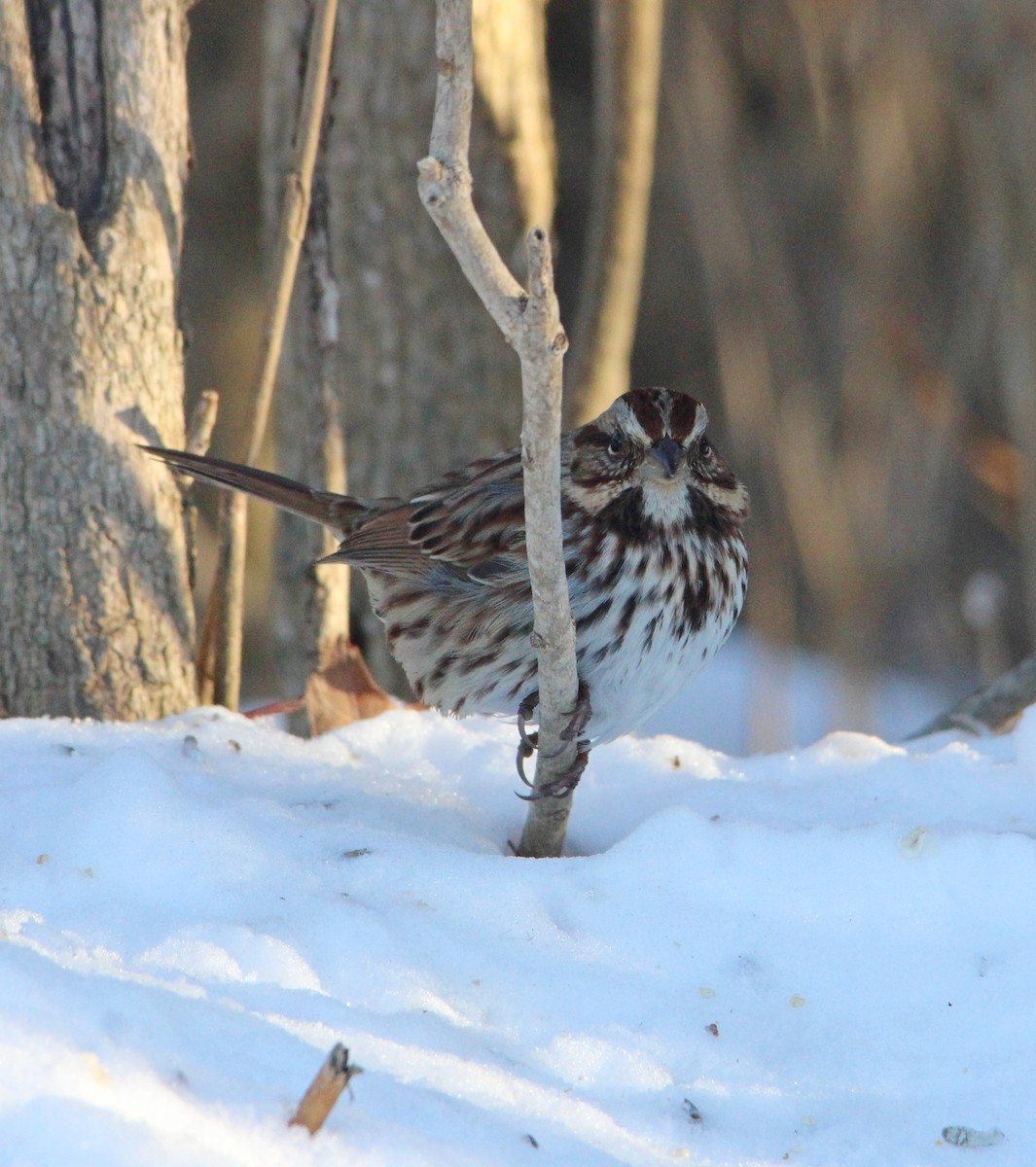 Song Sparrow - ML646610565