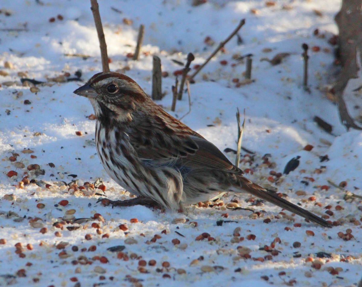 Song Sparrow - ML646610566