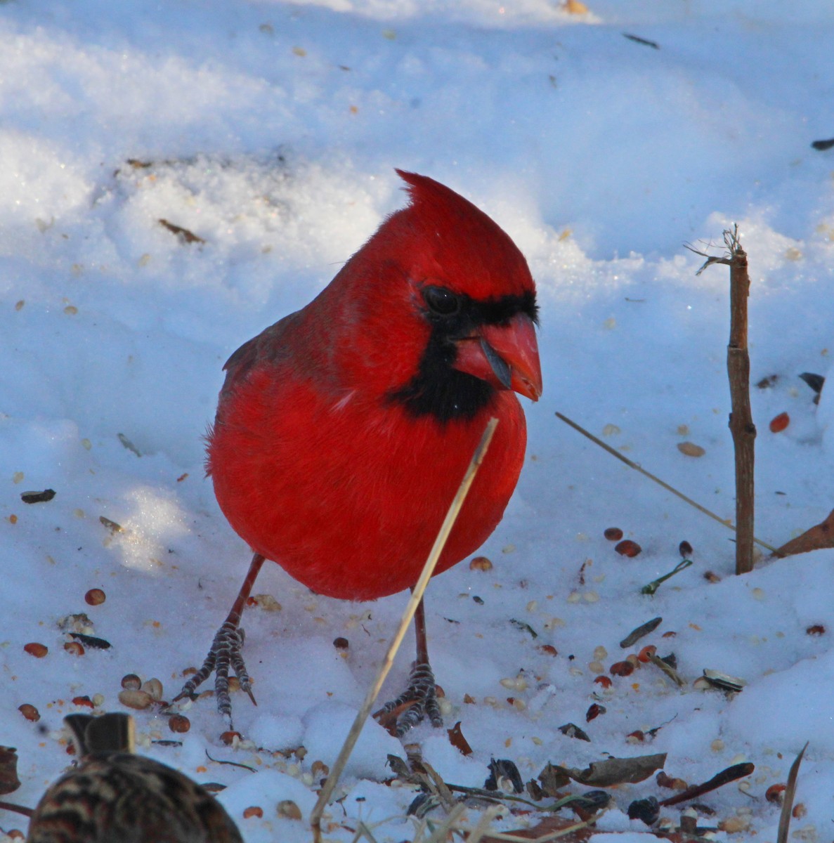 Northern Cardinal - ML646610572