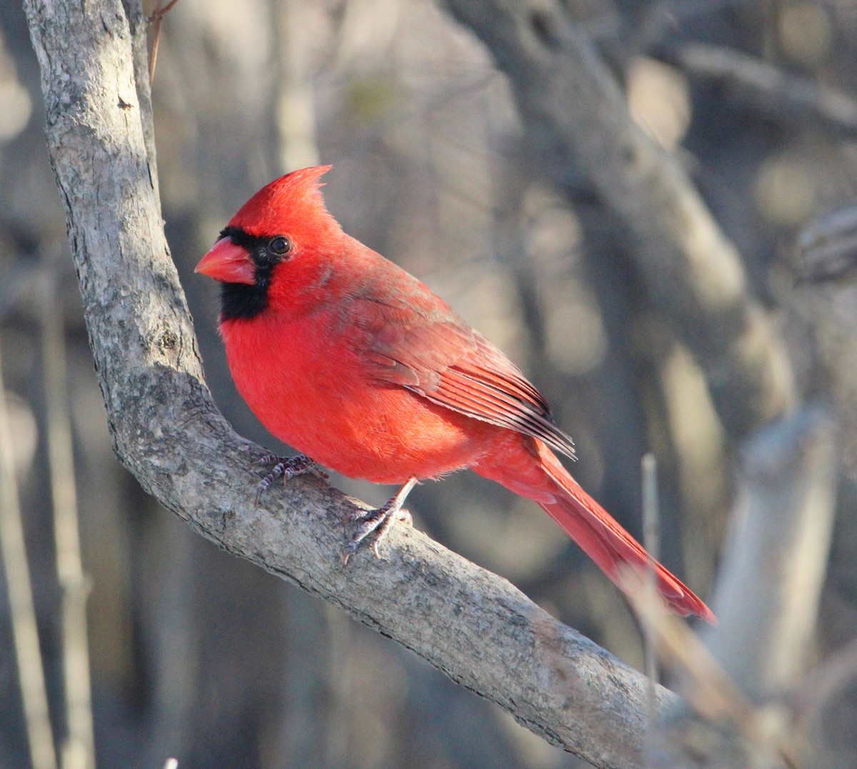 Northern Cardinal - ML646610573