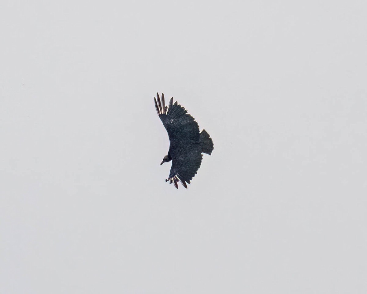 Чёрная катарта - ML646610574