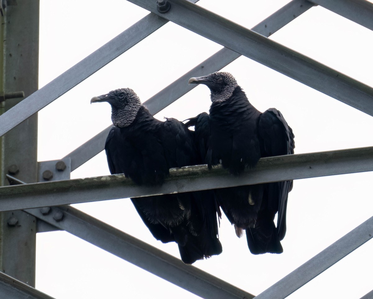 Чёрная катарта - ML646610582