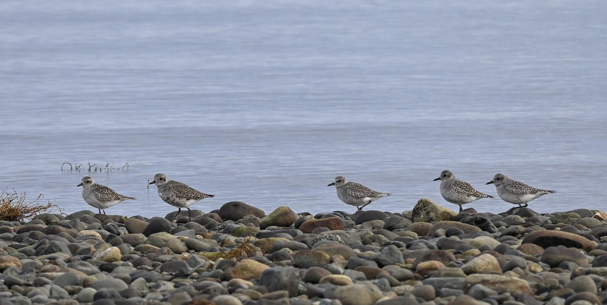 חופזי מנומר - ML646610587