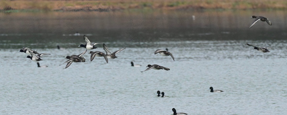 Чернь американська - ML646610590