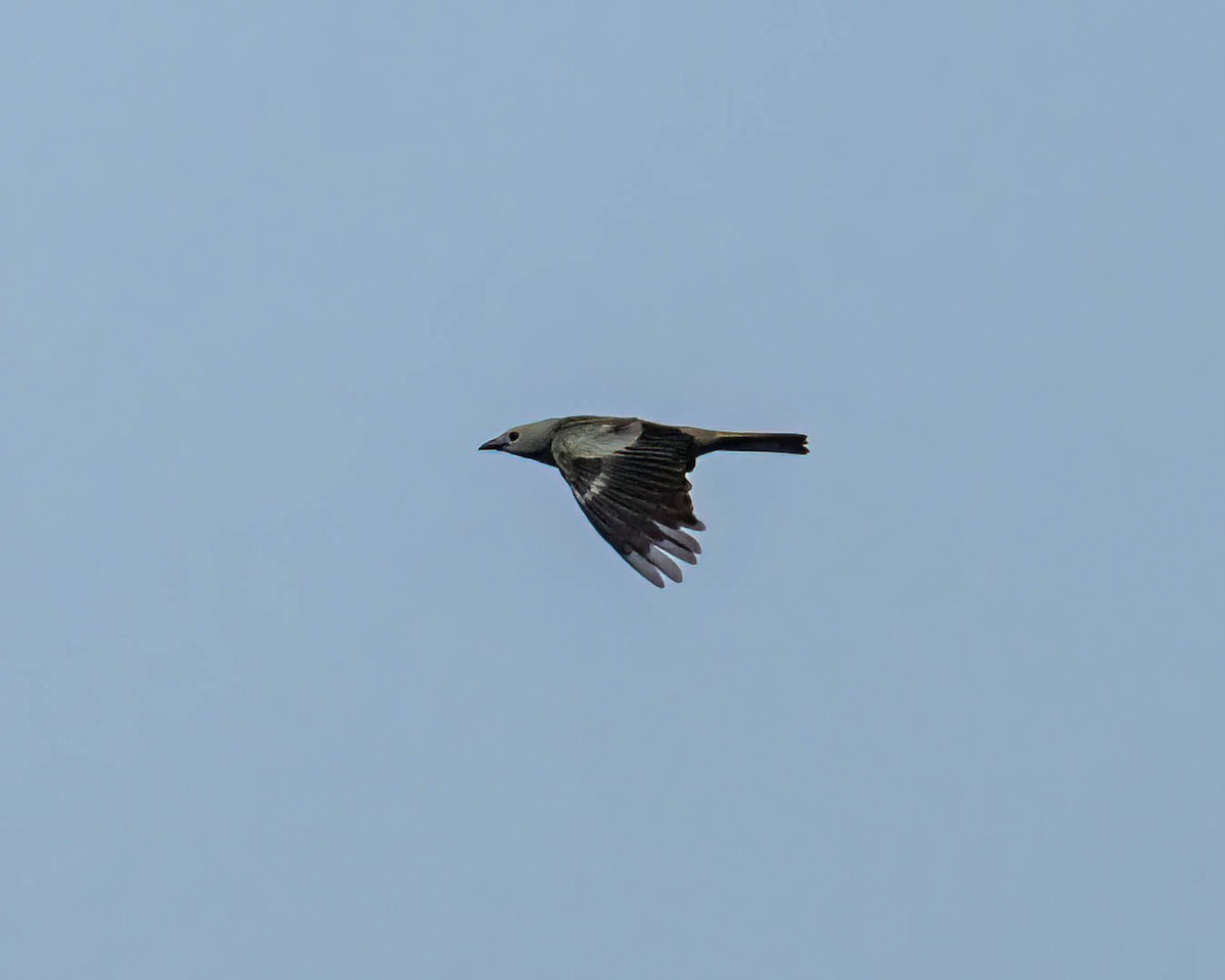 Palm Tanager - ML646610591