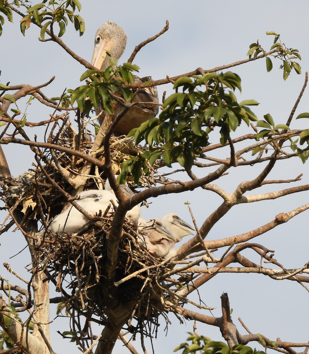 Pink-backed Pelican - ML646610592