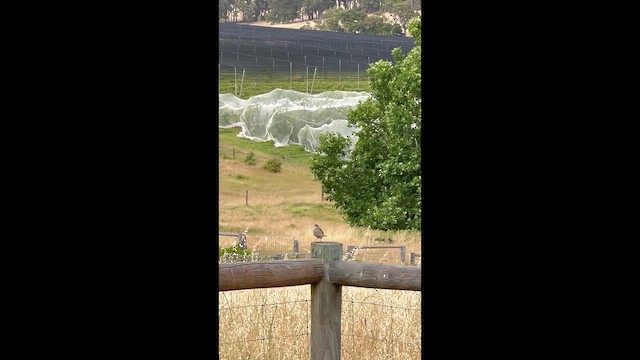 Rufous Songlark - ML646610594