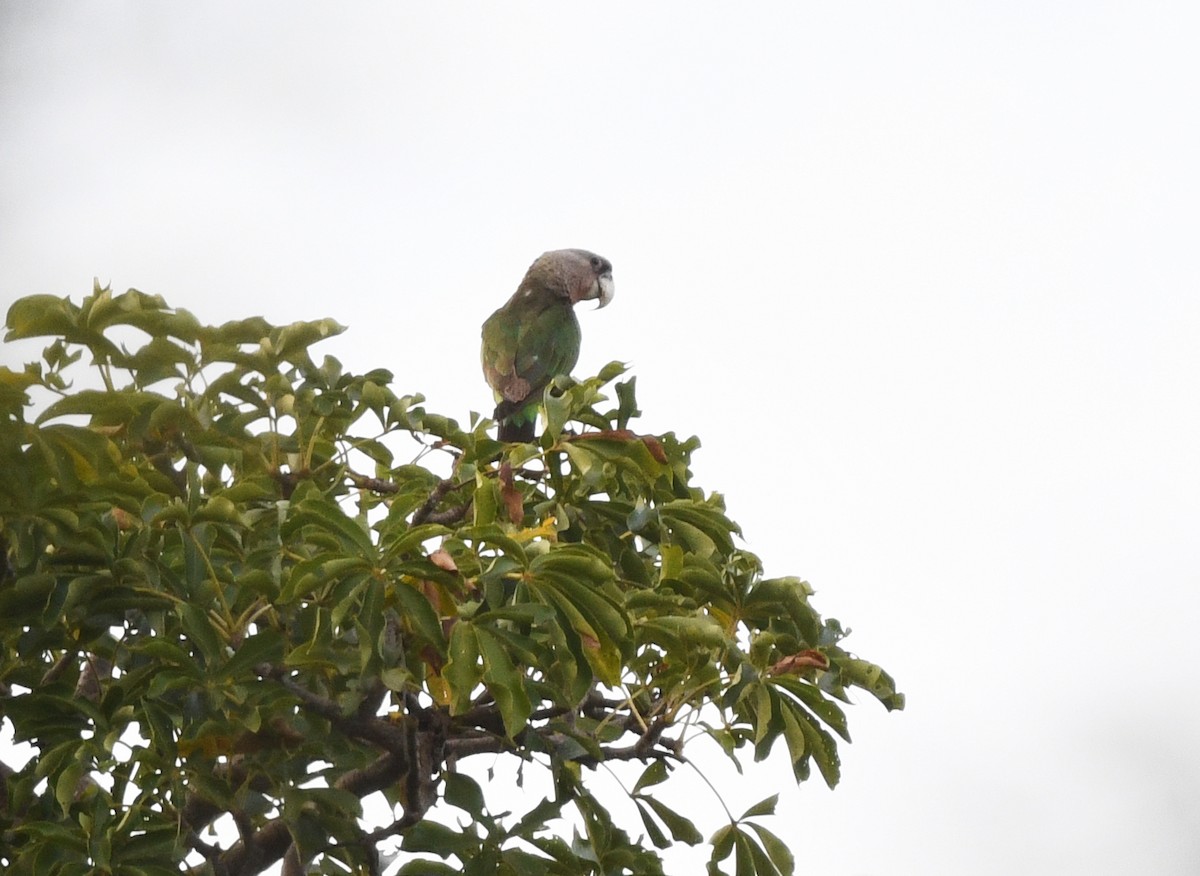 Brown-necked Parrot (Brown-necked) - ML646610595