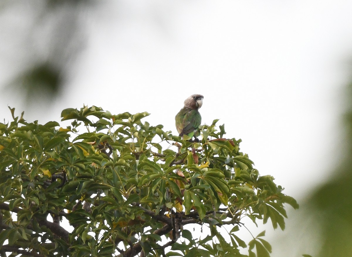 Brown-necked Parrot (Brown-necked) - ML646610596