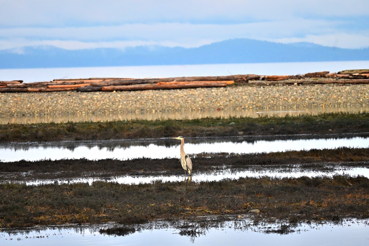 Great Blue Heron - ML646610597