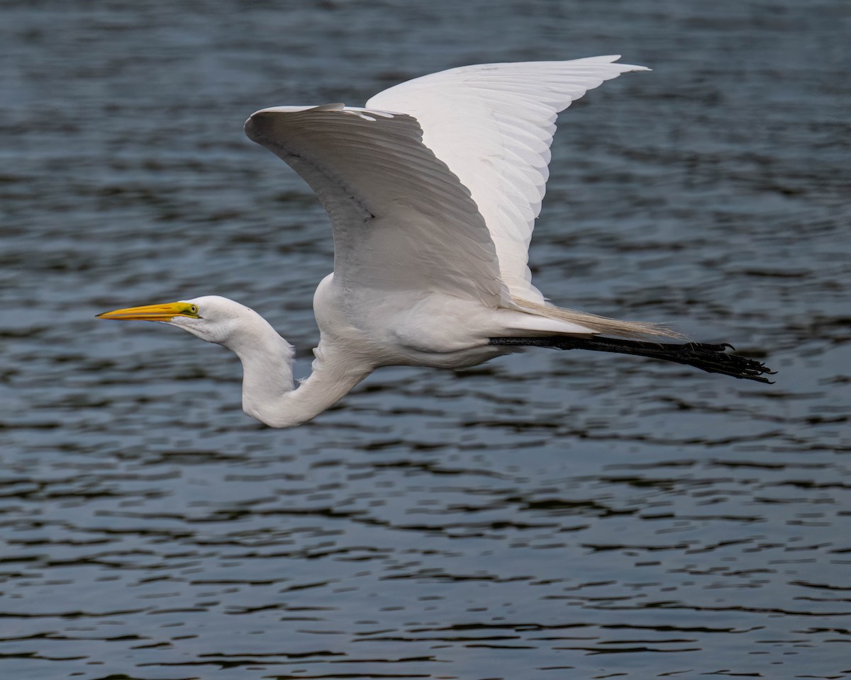 Great Egret - ML646610598