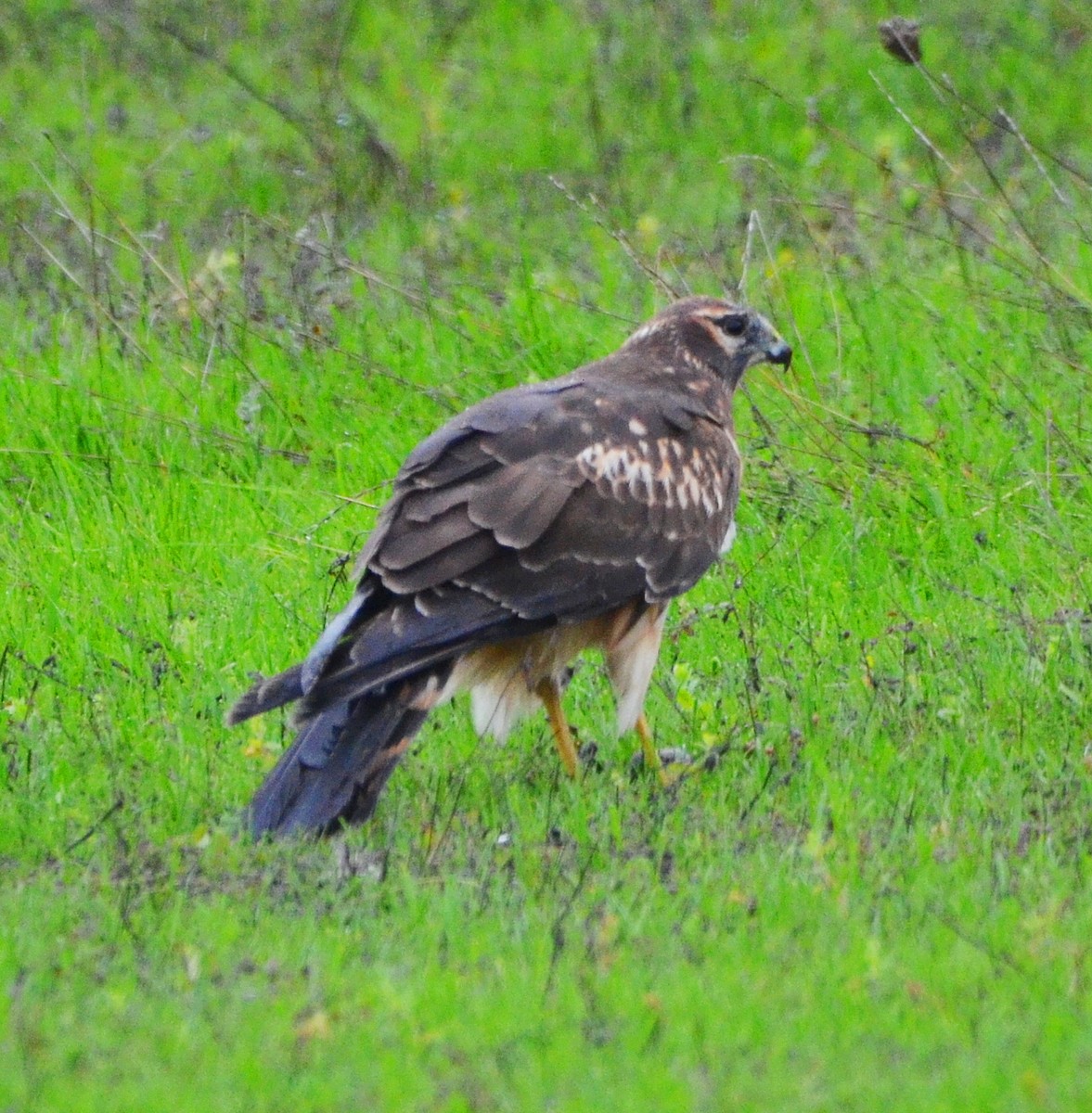 moták severoamerický - ML646610599