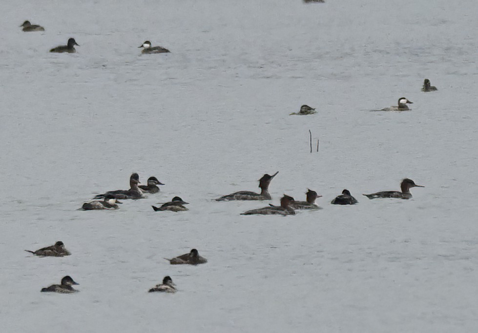 Red-breasted Merganser - ML646610600