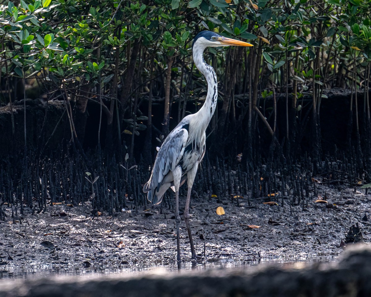 Cocoi Heron - ML646610602