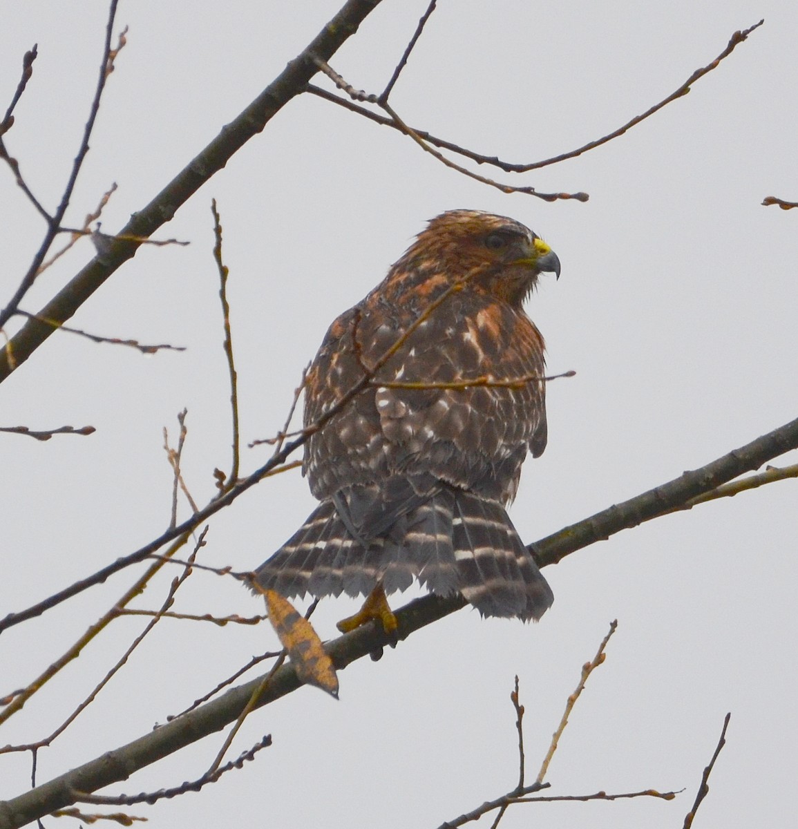 káně páskovaná - ML646610603