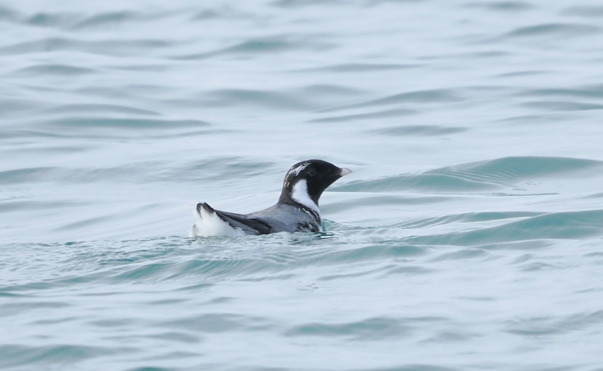 Ancient Murrelet - ML646610604