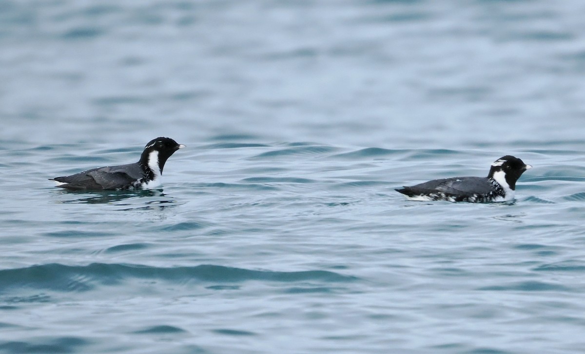 Ancient Murrelet - ML646610605
