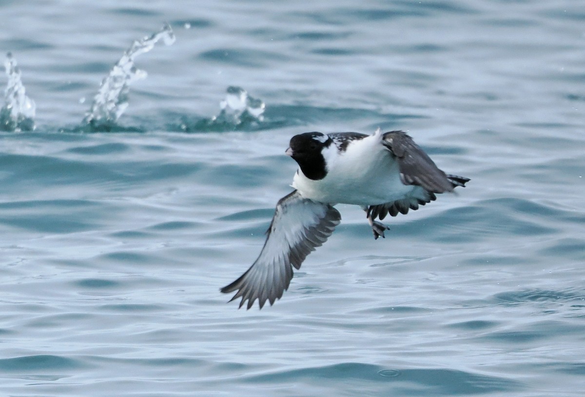 Ancient Murrelet - ML646610606