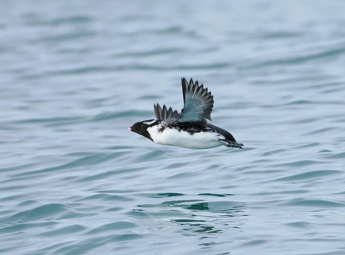Ancient Murrelet - ML646610607