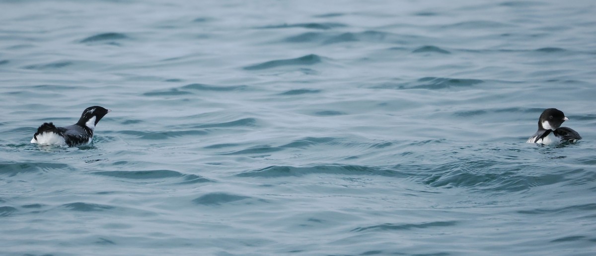 Ancient Murrelet - ML646610608