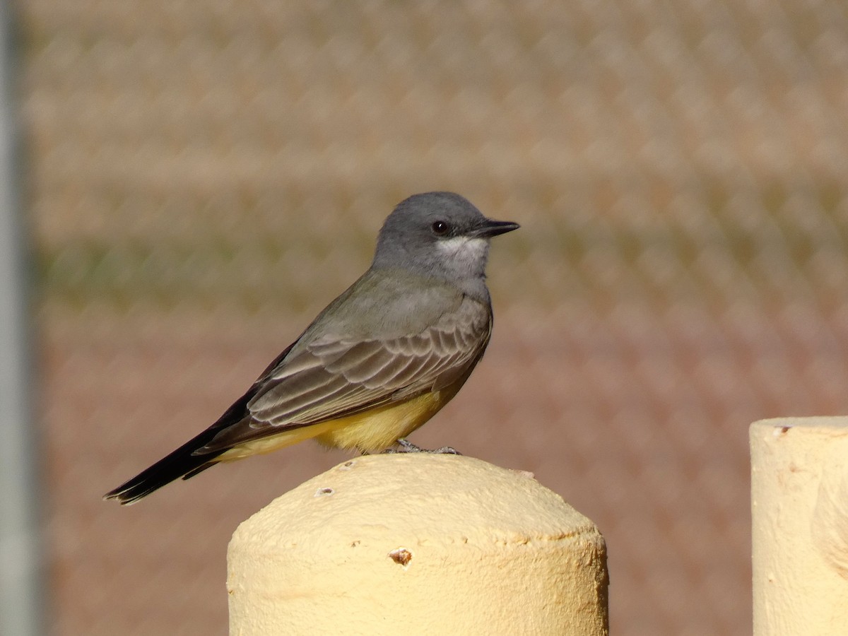 Cassin's Kingbird - ML646610609