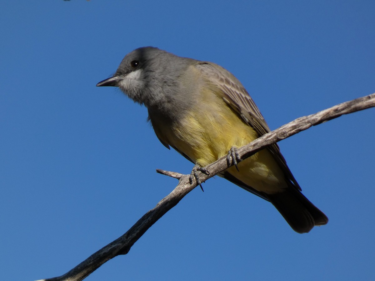 Cassin's Kingbird - ML646610610