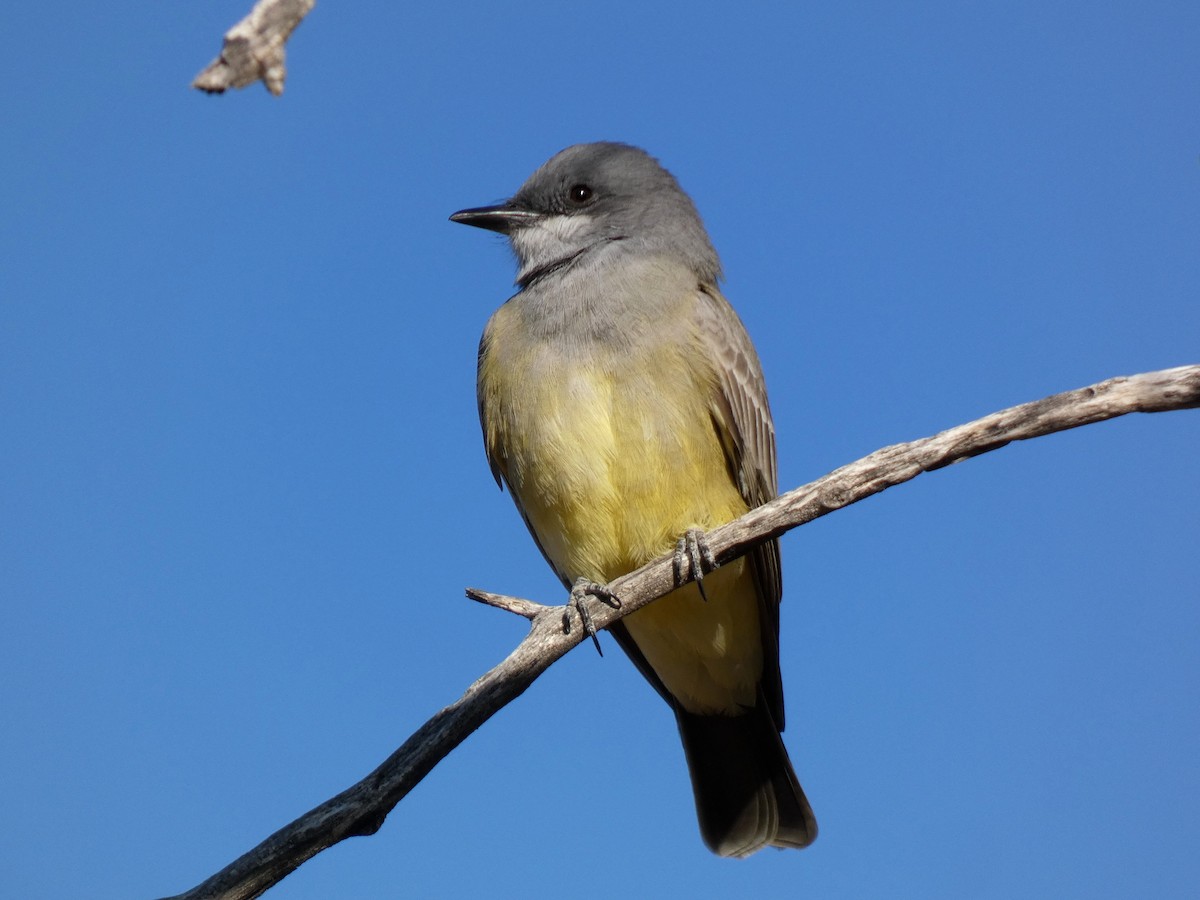 Cassin's Kingbird - ML646610611