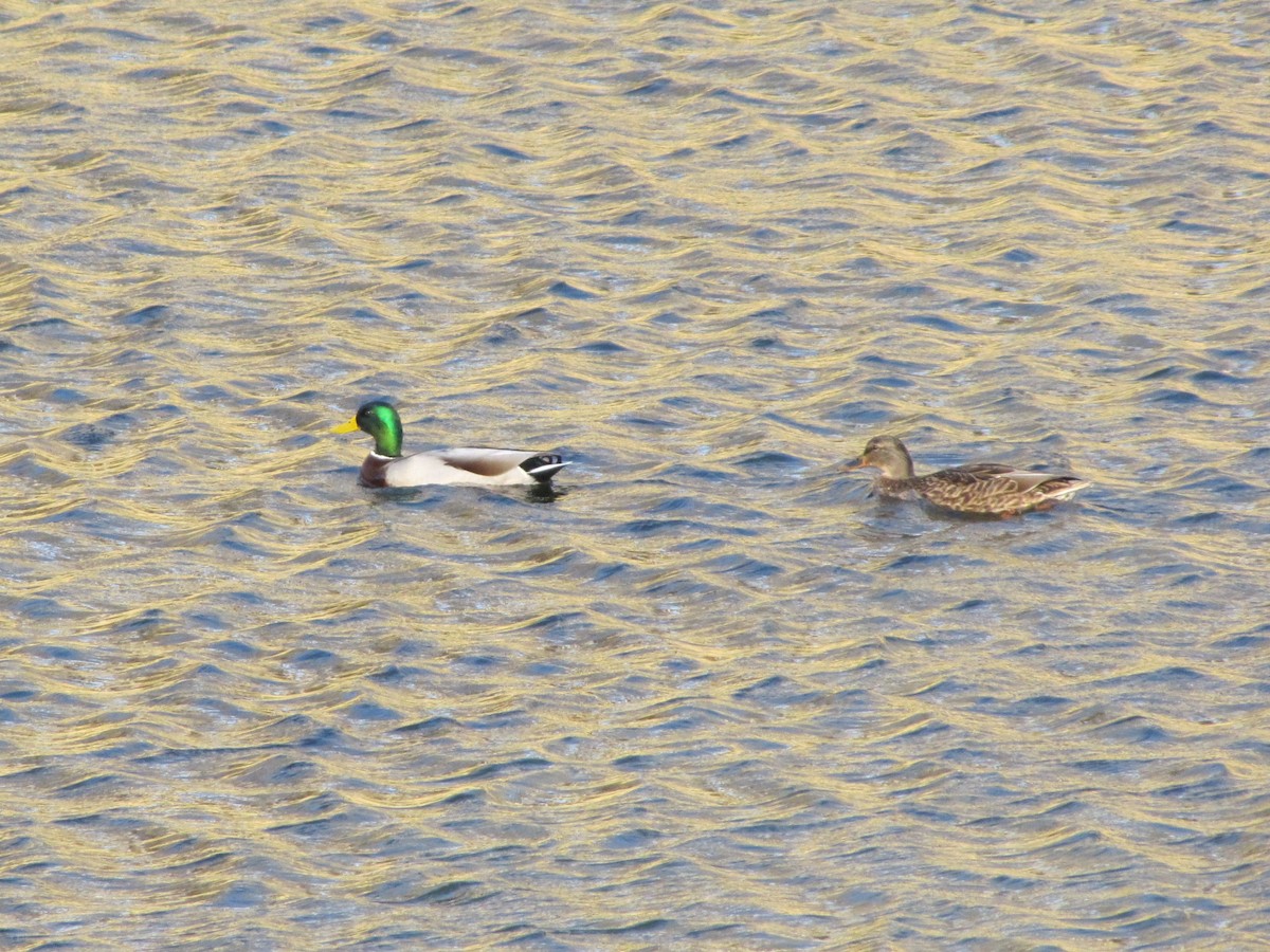 Mallard - ML646610613