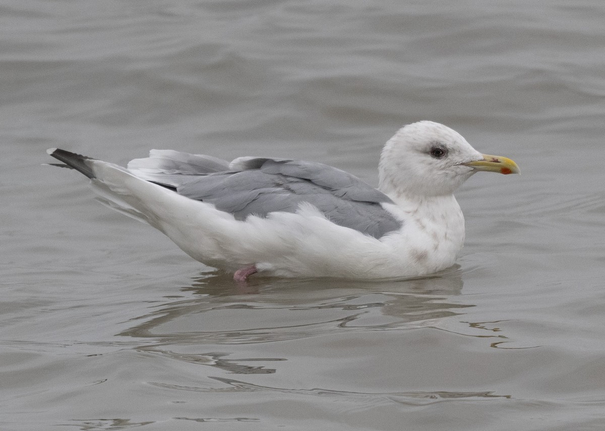 Iceland Gull (Thayer's) - ML646610614