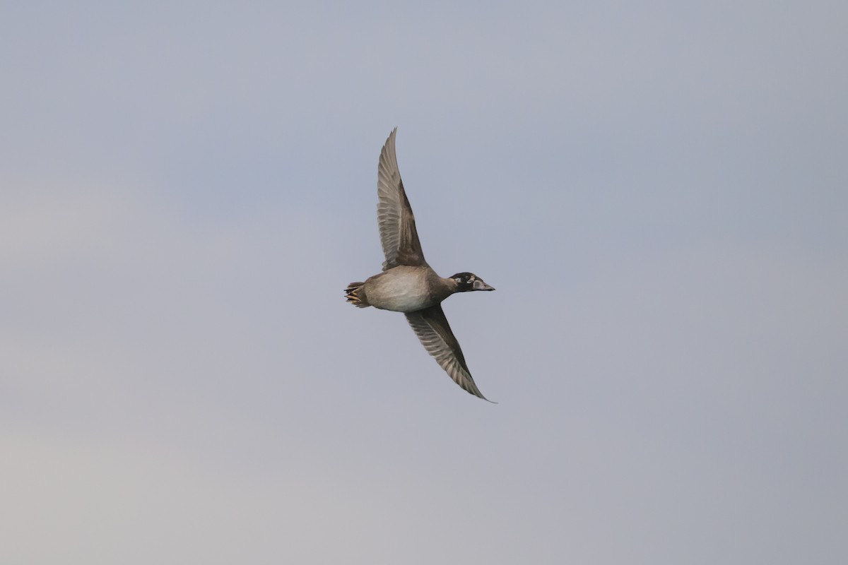 Surf Scoter - ML646610615