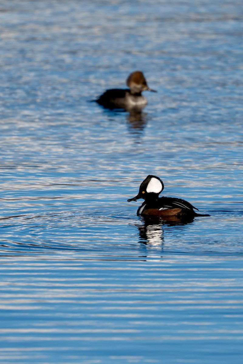Hooded Merganser - ML646610616