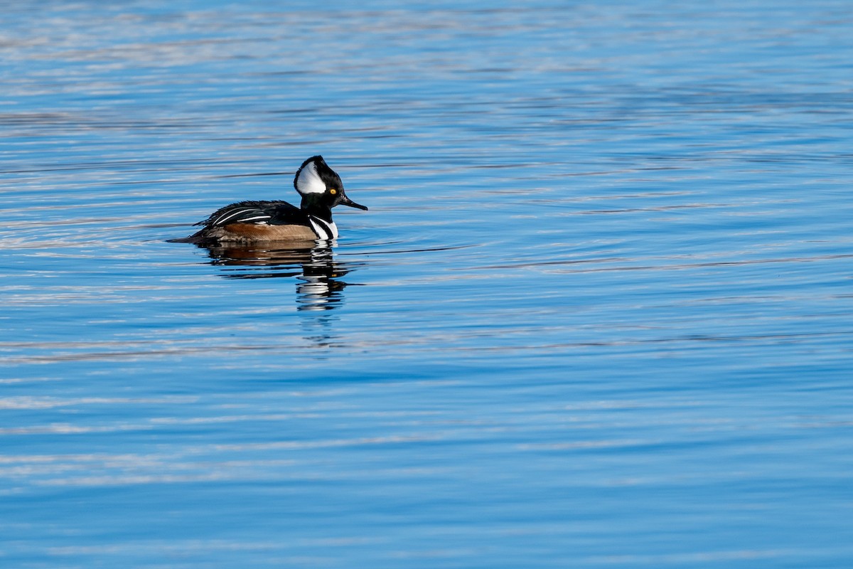 Hooded Merganser - ML646610617