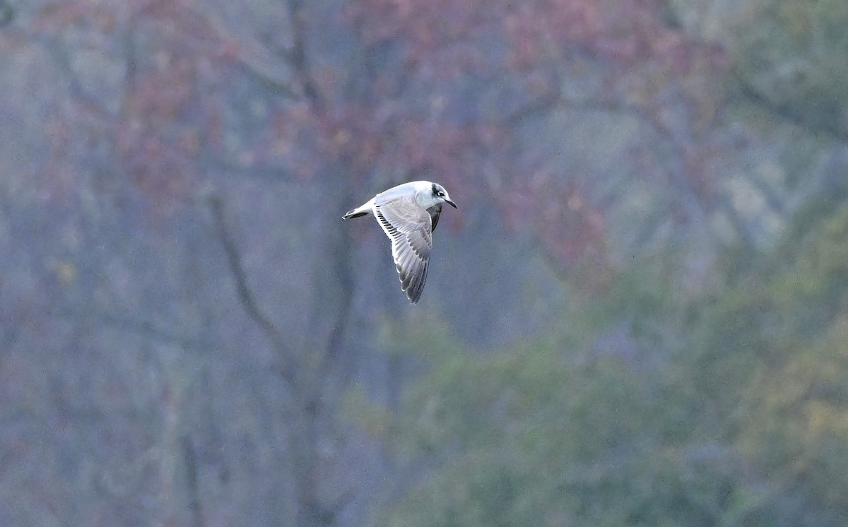 Franklin's Gull - ML646610618