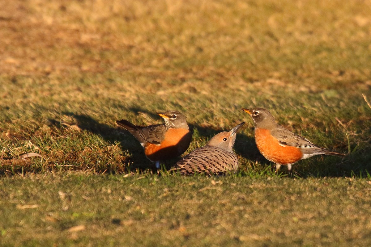 American Robin - ML646610619