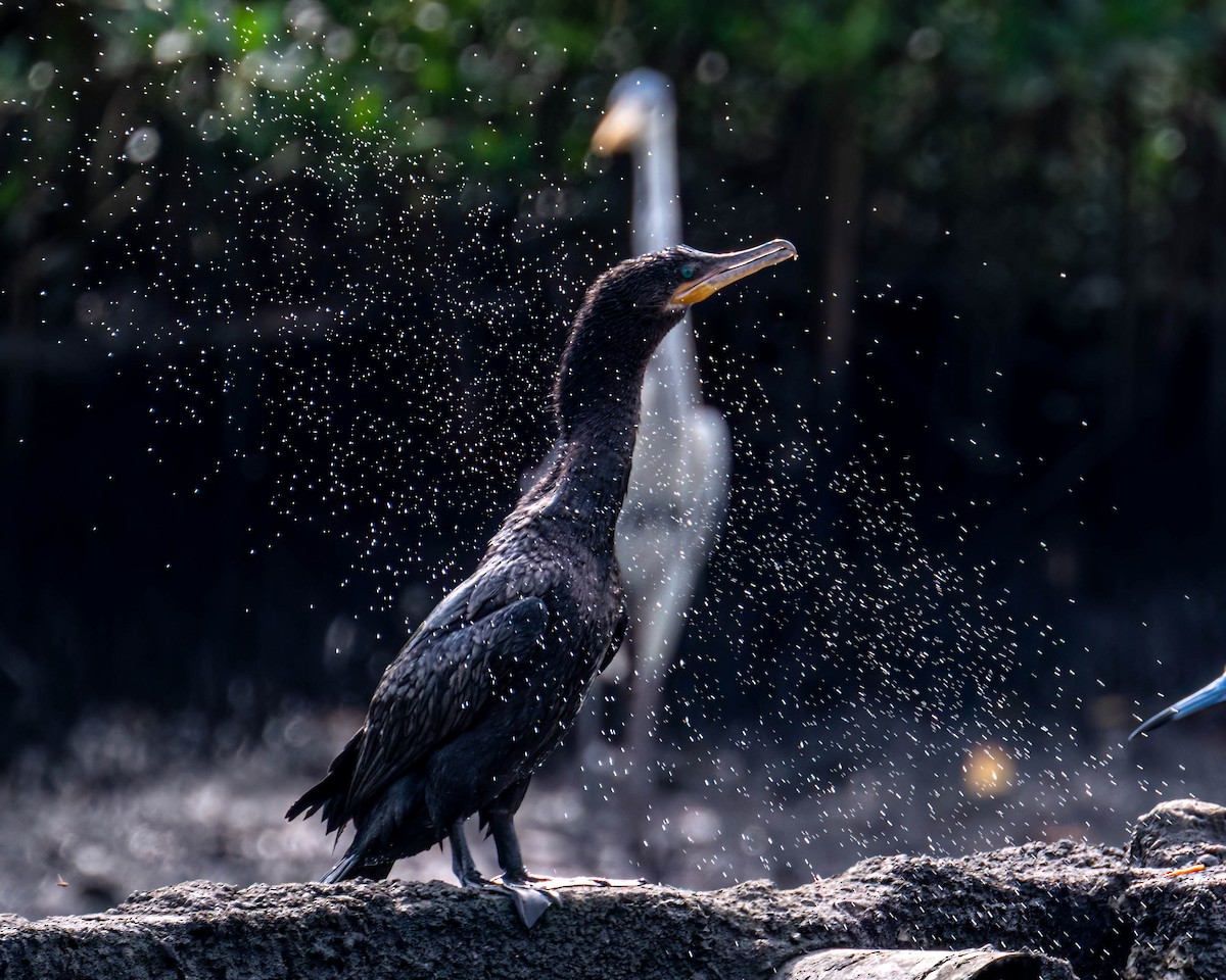 Neotropic Cormorant - ML646610620