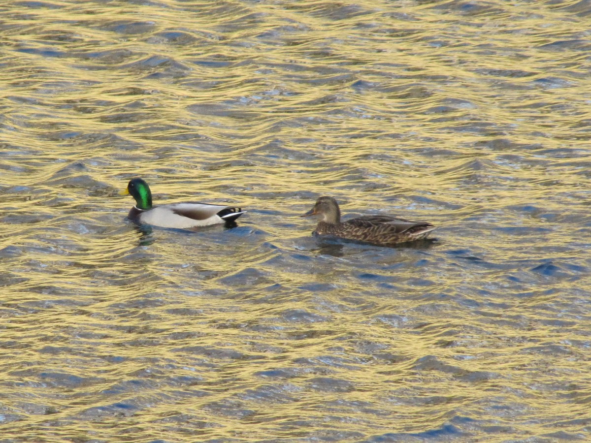 Mallard - ML646610623